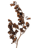 Sorbaria sorbifolia/Sorbaria sorbifolia